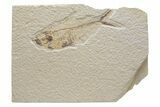 Fossil Fish (Diplomystus) - Green River Formation #224661-1